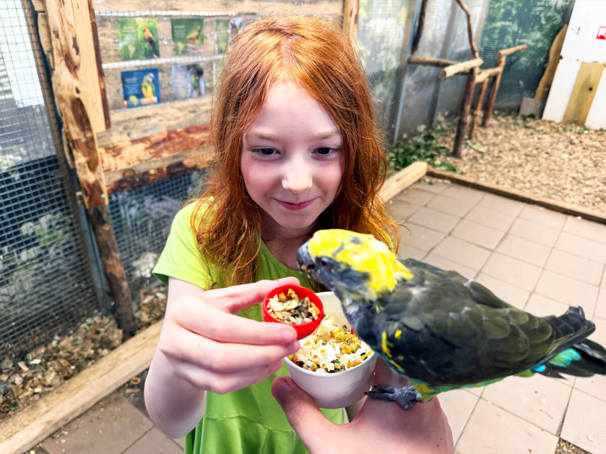 TataDeveloper - Papugarnia Carmen 01