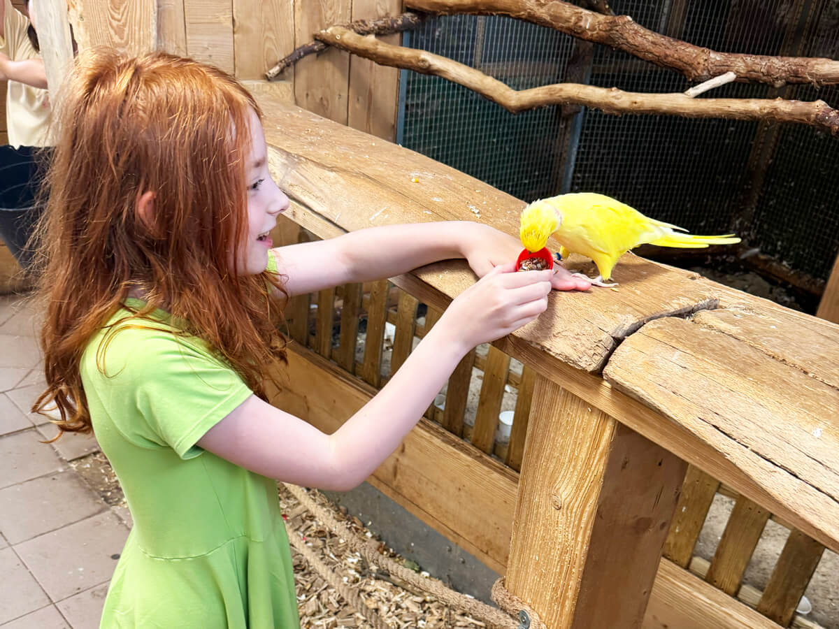 TataDeveloper - Papugarnia Carmen 03