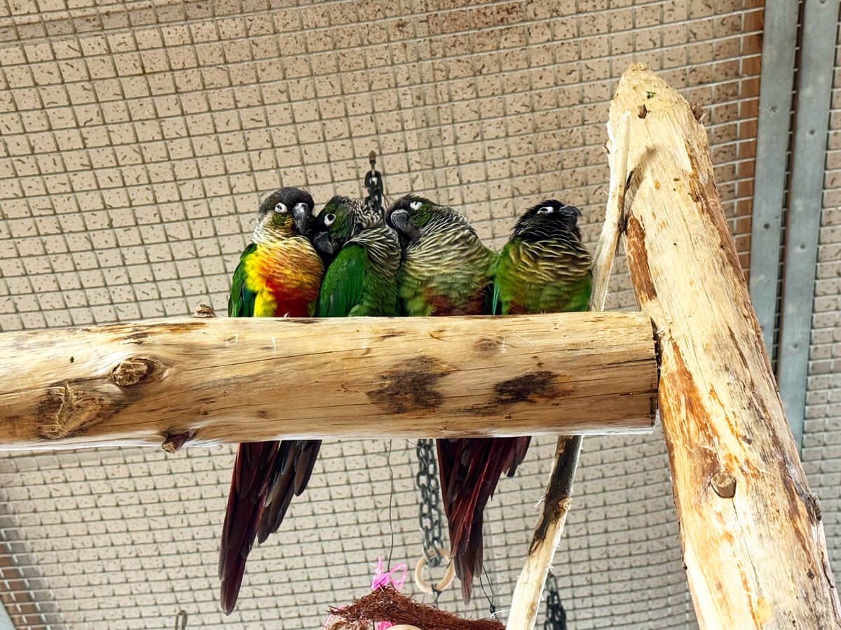 TataDeveloper - Papugarnia Carmen 04