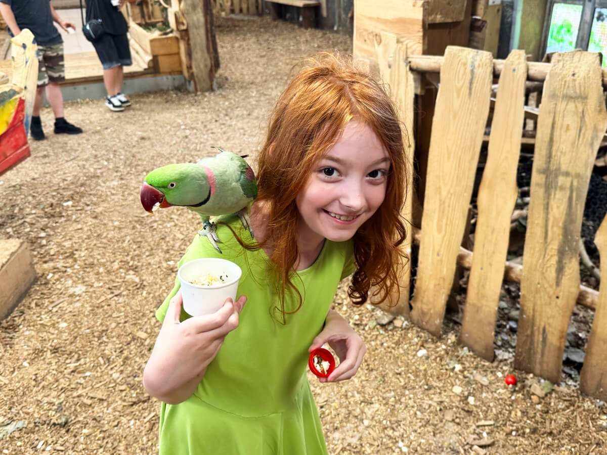 TataDeveloper - Papugarnia Carmen 06