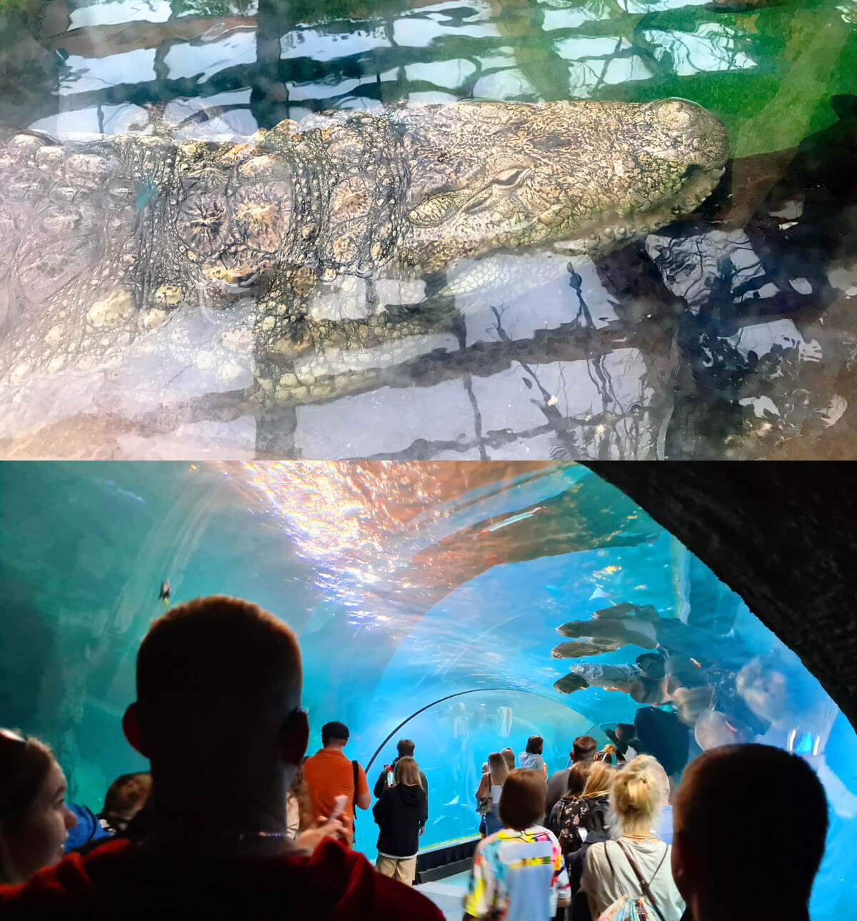 TataDeveloper - Wrocław: Afrykarium